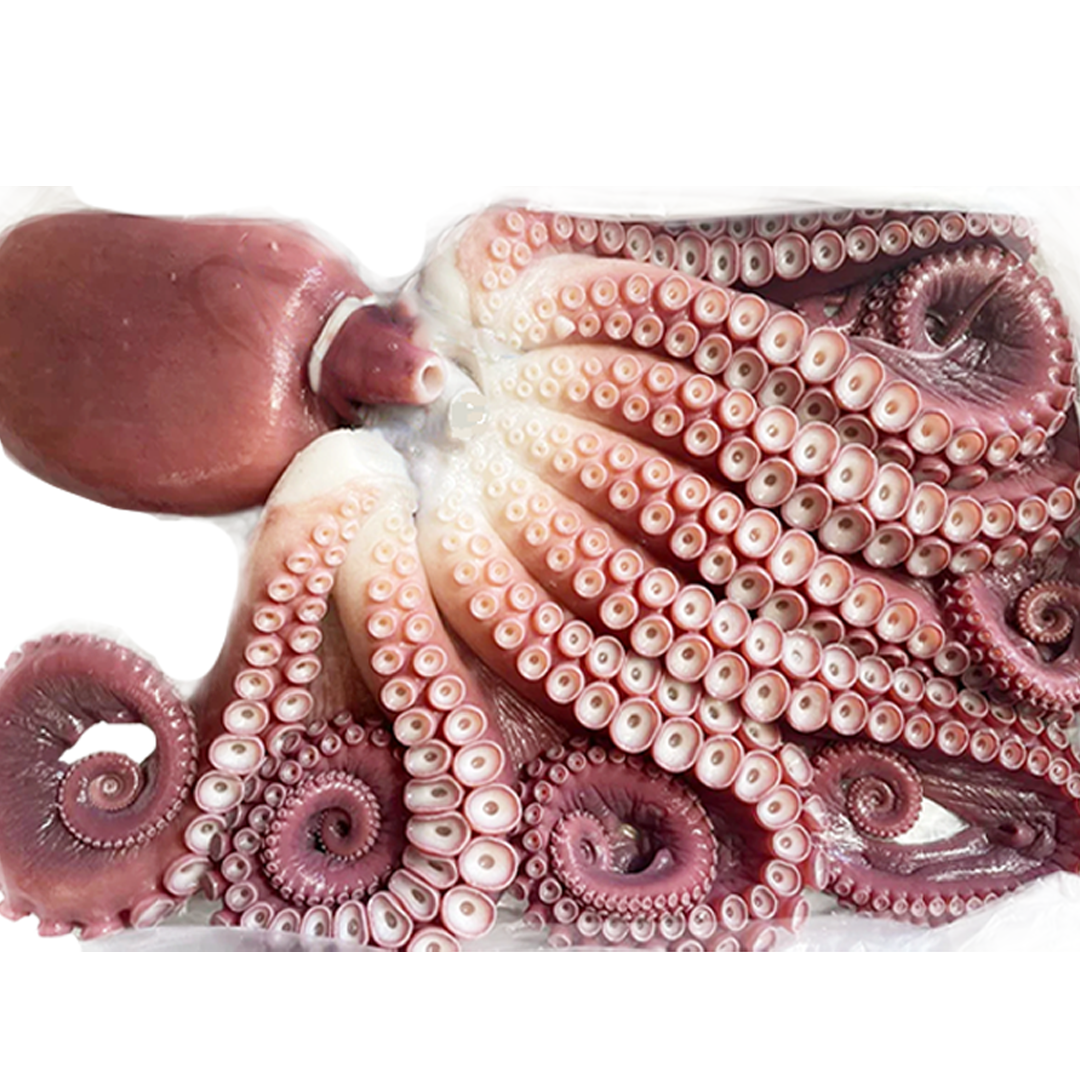 Korean East Coast octopus 2kg