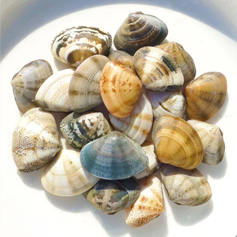FROZEN COOKED CLAM 1kg
